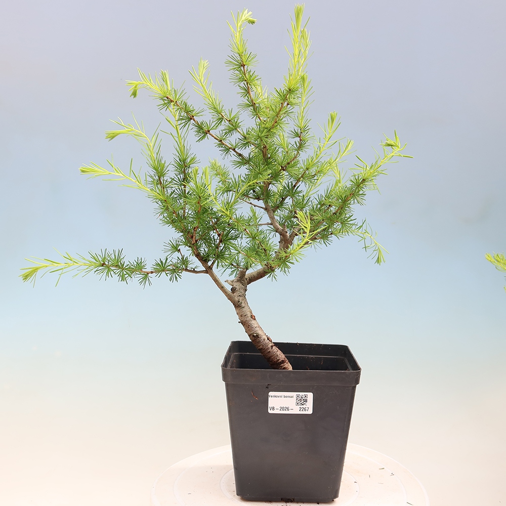 Kültéri bonsai - Larix decidua - vörösfenyő