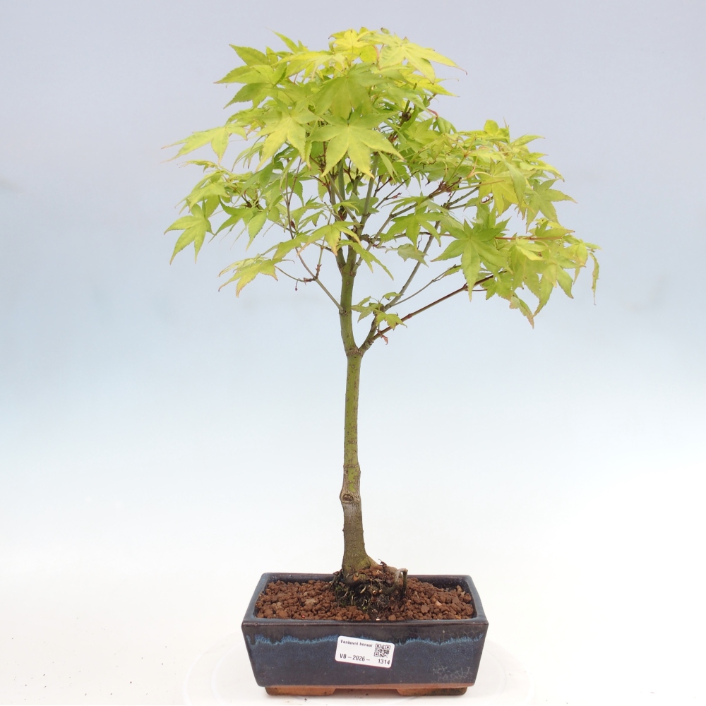 Acer palmatum Aureum - Arany juhar