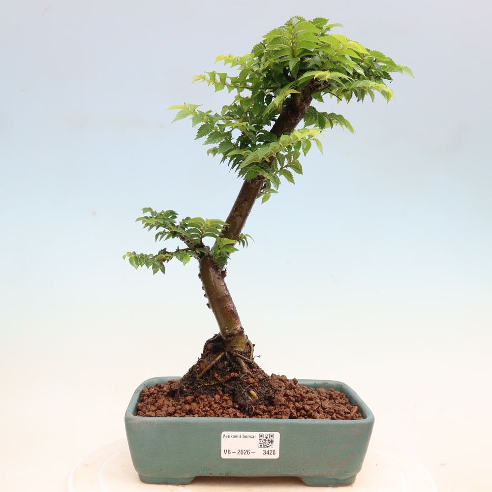 Kültéri bonsai – Ulmus Jacqueline Hillier – Gyönyörű szil