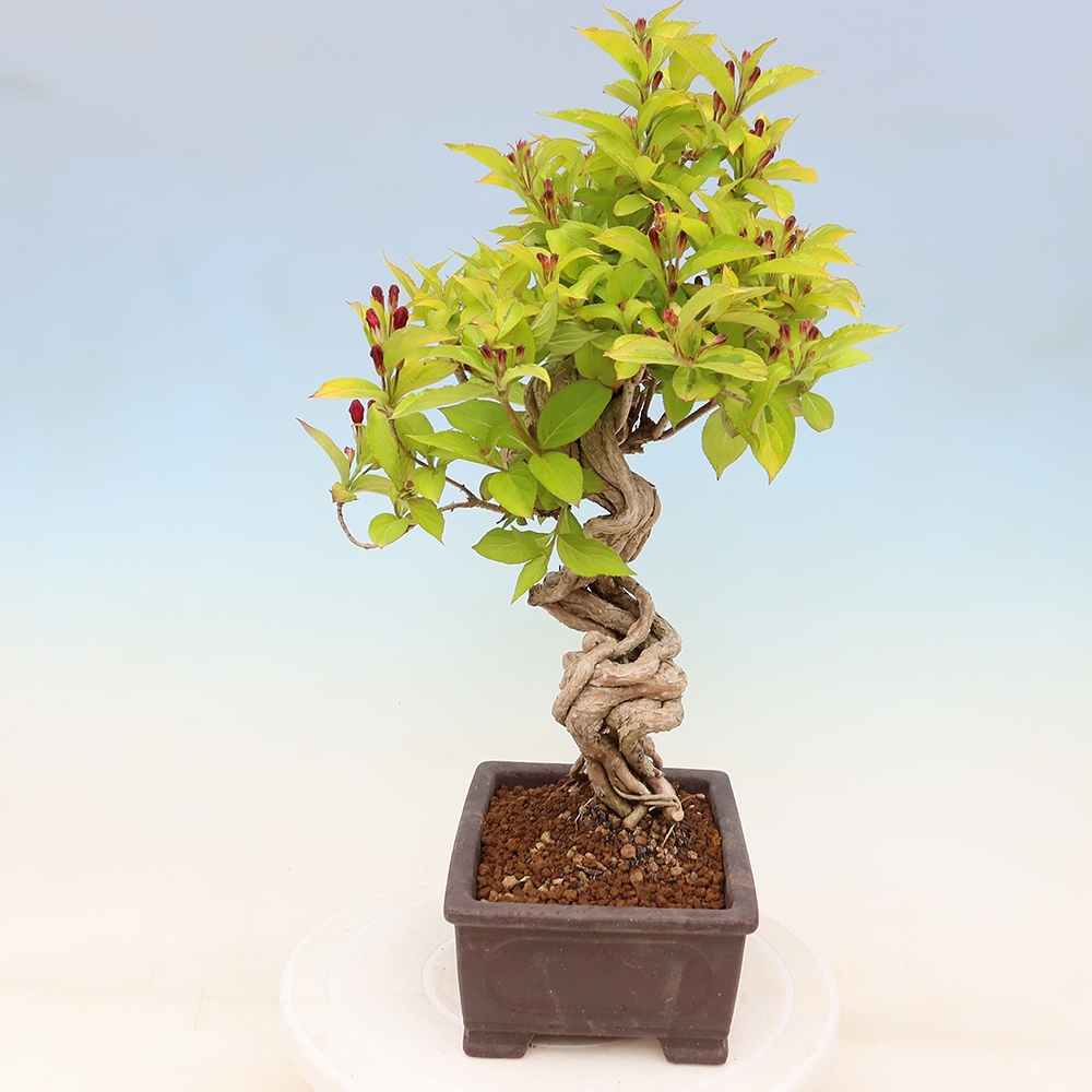 Kültéri bonsai – Weigela subsessilis – Koreai vajgélia