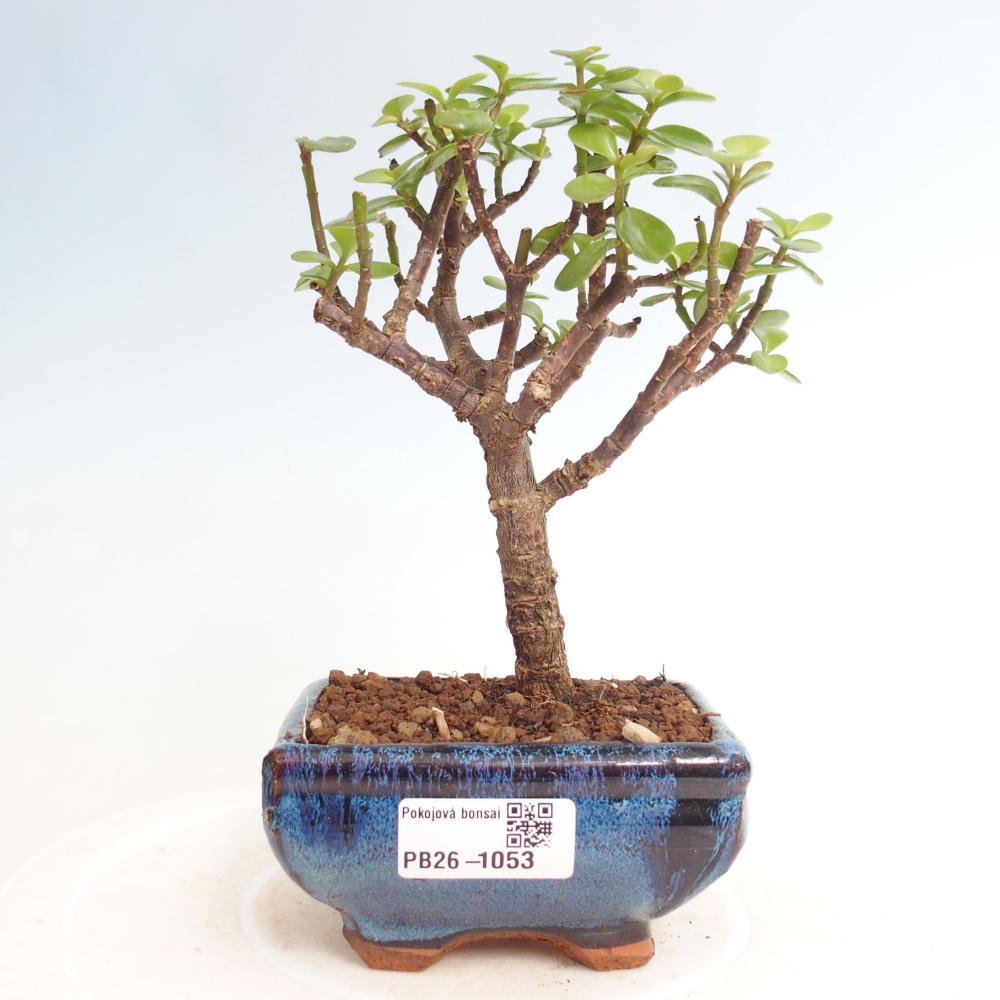 Szoba bonsai - Portulakaria Afra - Tlustice