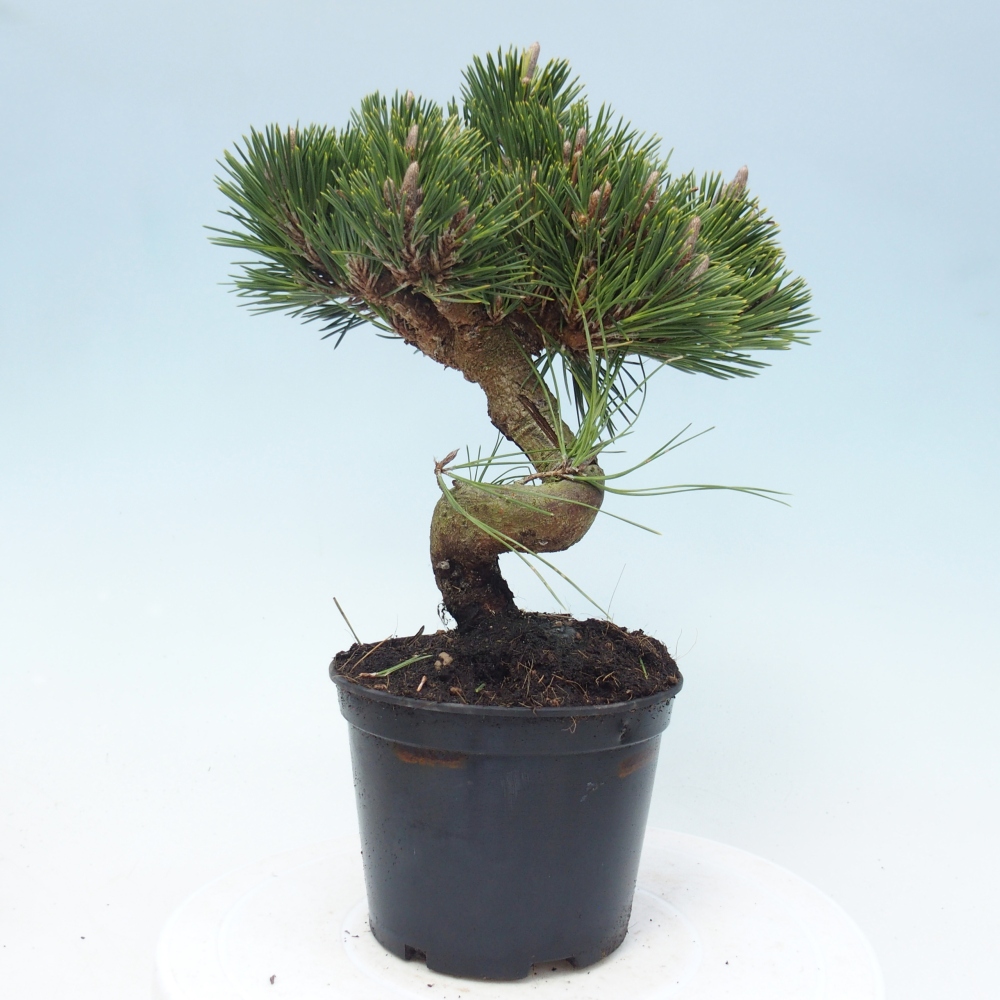 Kültéri bonsai - Pinus thunbergii senjyumaru - Thunberg fenyő