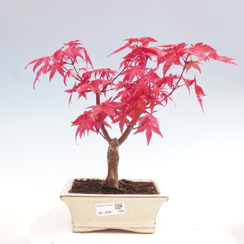 Kültéri bonsai - Acer palmatum DESHOJO