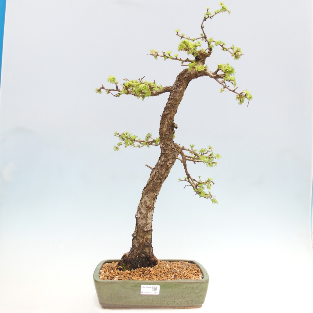 Kültéri bonsai -Larix decidua - vörösfenyő - Csak raklapon szállítható