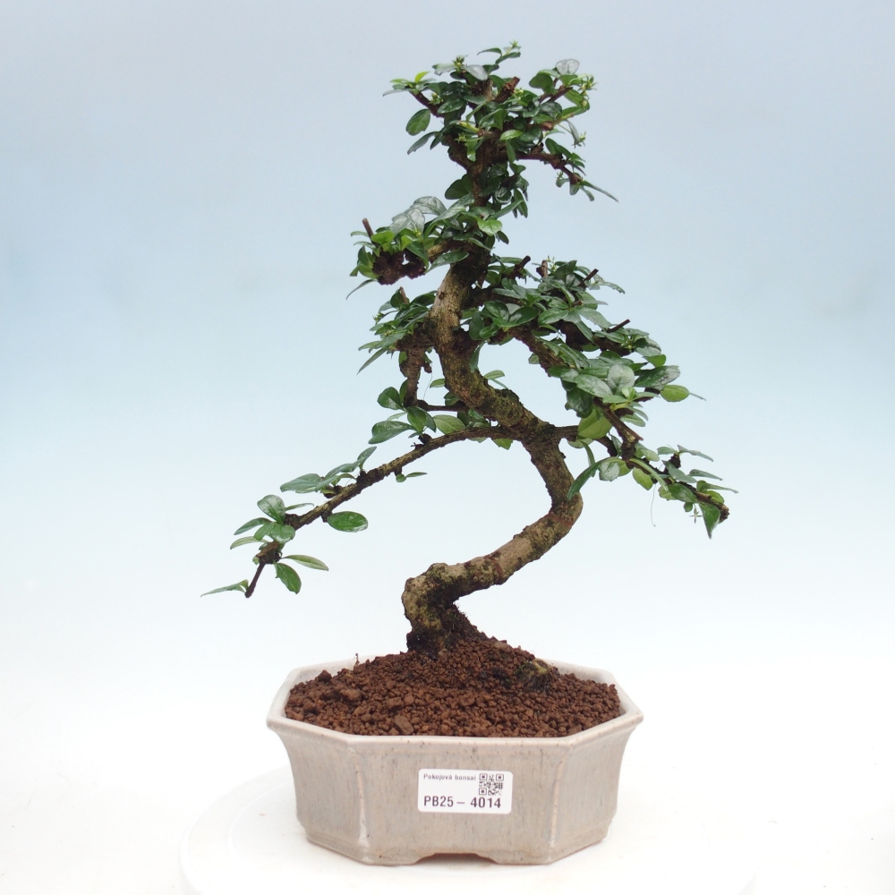 Szobai bonsai - Carmona macrophylla - Tea fuki