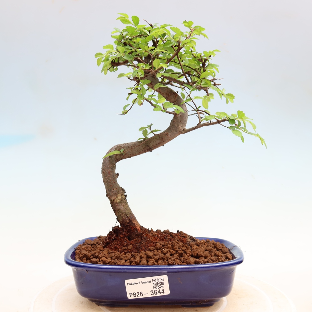 Szobai bonsai - Ulmus parvifolia - Kislevelű szilfa