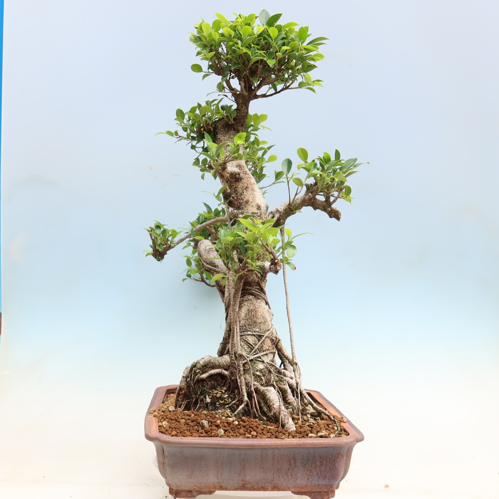 Szobai bonsai - Ficus kimmen - kislevelű fikusz