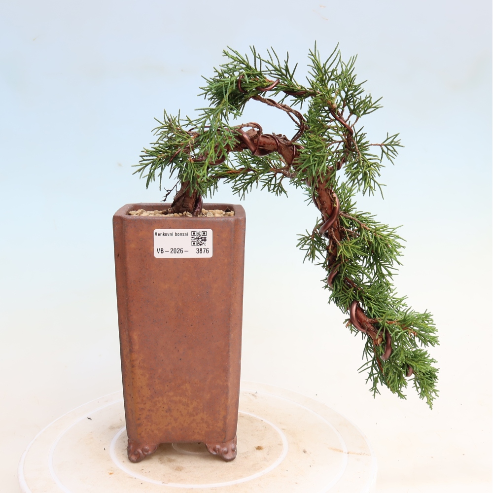 Kültéri bonsai - Juniperus chinensis Kishu