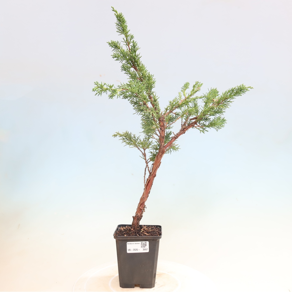 Kültéri bonsai - Juniperus chinensis Kishu