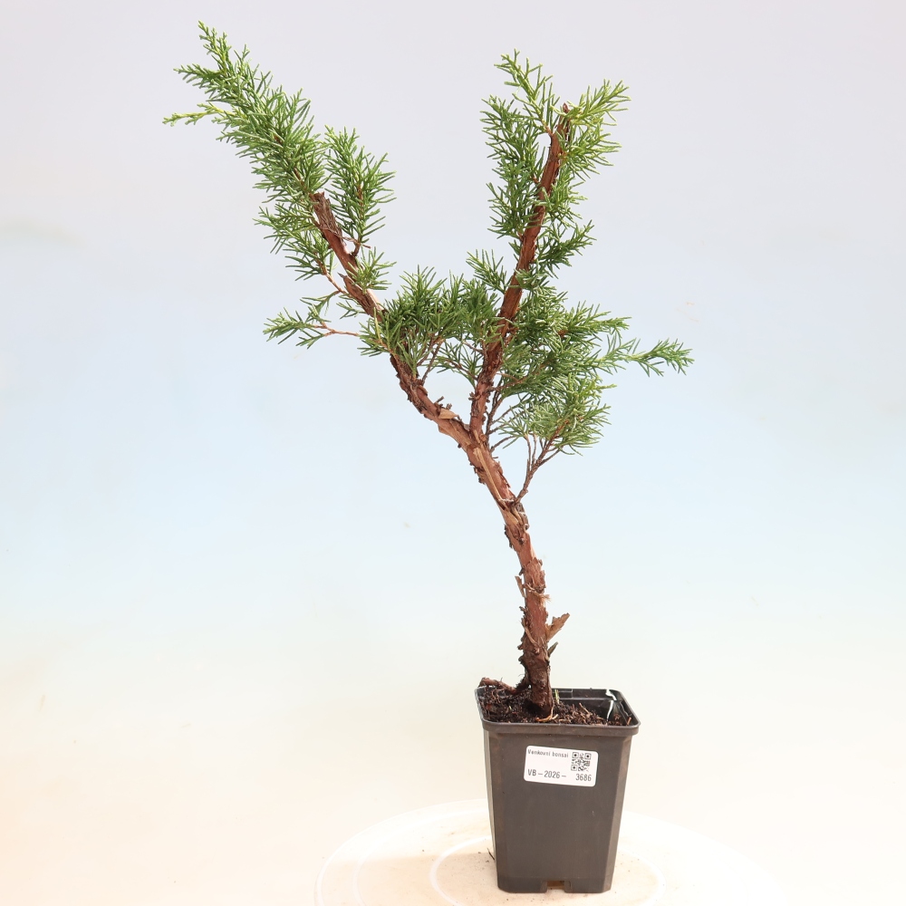 Kültéri bonsai - Juniperus chinensis Kishu