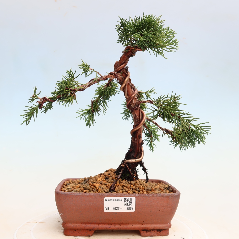 Kültéri bonsai - Juniperus chinensis Kishu