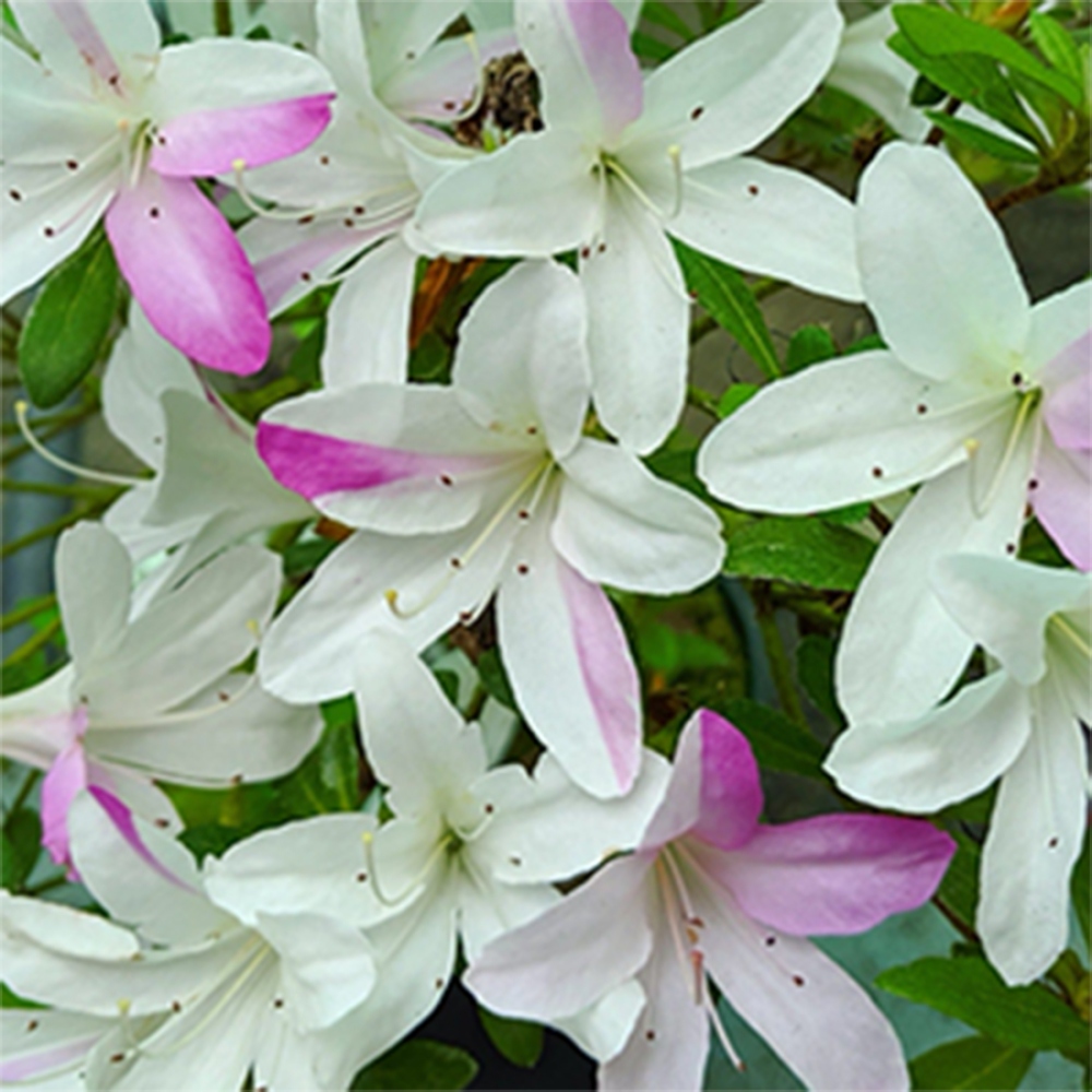 Kültéri bonsai - Japán azálea - Azalea Yukigesho