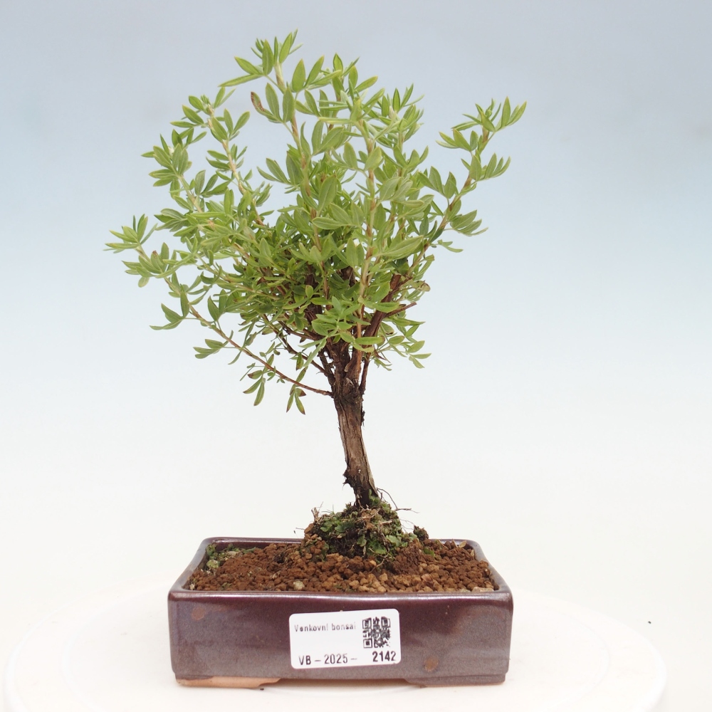 Kültéri bonsai - Potentila fruticosa sárga Bird