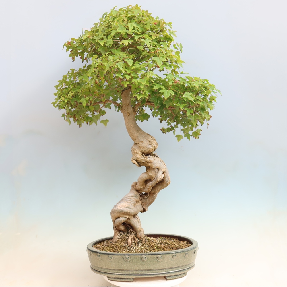 Kültéri bonsai - Acer Buergerianum - Burger juhar