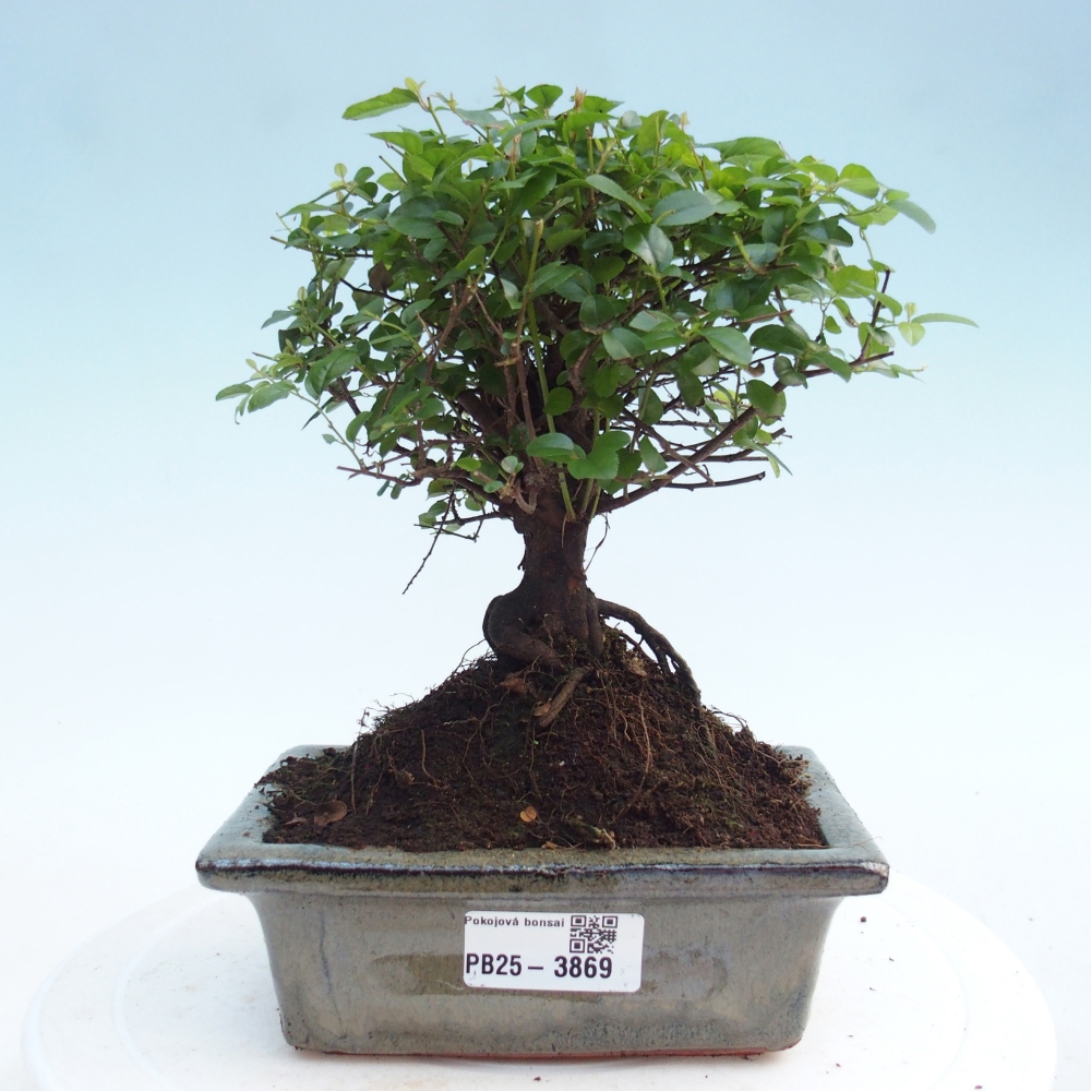 Szobai bonsai - Sageretia thea - Sageretia thea