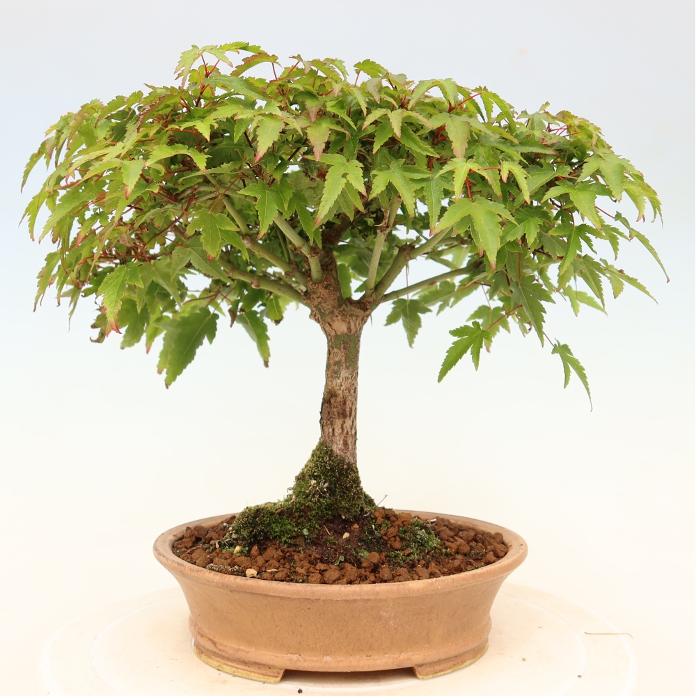 Acer palmatum KIOHIME - Pálma juhar