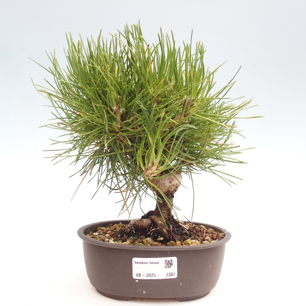 Kültéri bonsai - Pinus thunbergii - Thunberg fenyő