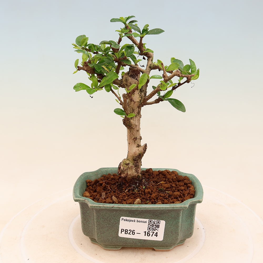 Szobai bonsai - Carmona macrophylla - Tea fuki