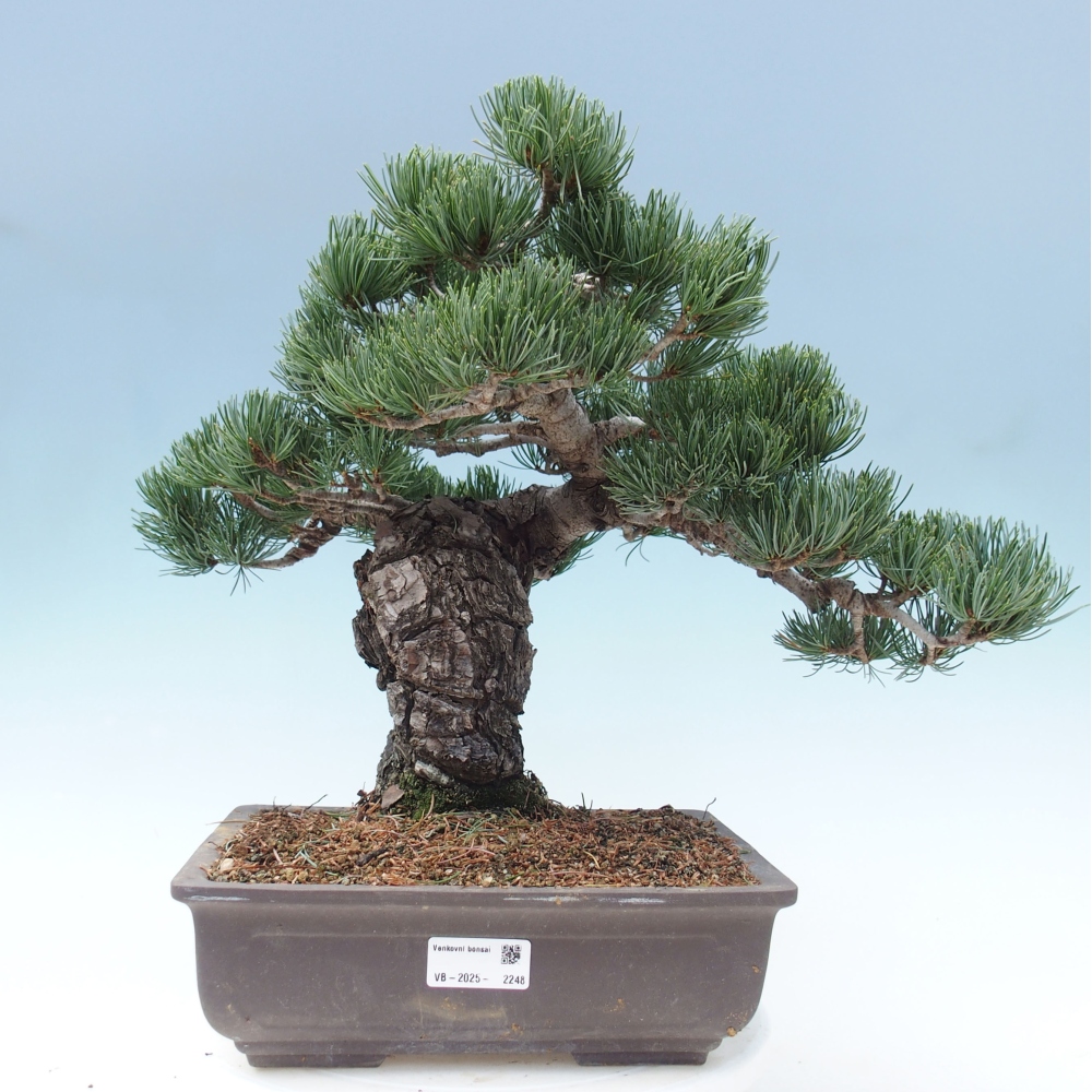 Kültéri bonsai - Pinus parviflora - Pinus parviflora