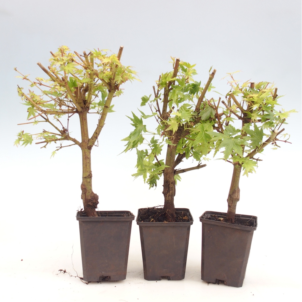 Kültéri bonsai - Acer palmatum Dr Tilt konténerben