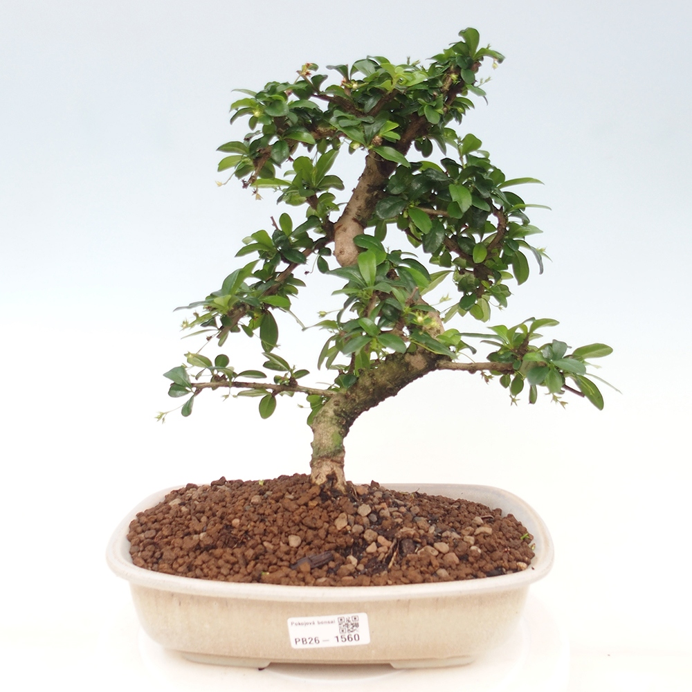 Szobai bonsai - Carmona macrophylla - Tea fuki