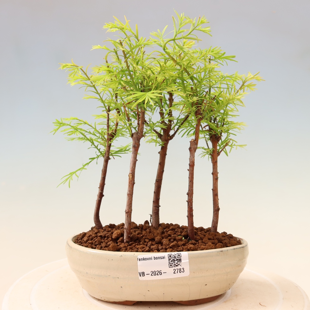 Kültéri bonsai – Metasequoia glyptostroboides – kínai metasequoia – kis erdő