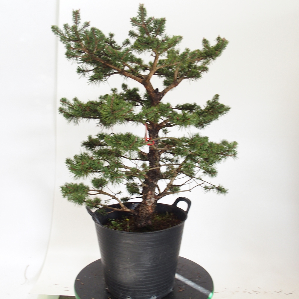 Yamadori - Pinus sylvestris Spanyolország