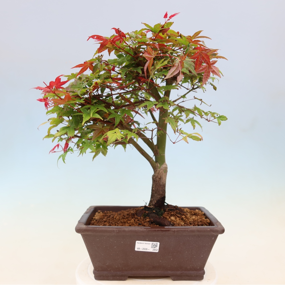 Juhar - Acer palmatum Beni Tsukasa