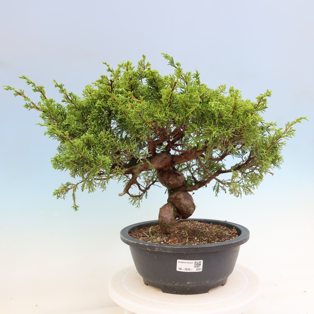 Kültéri bonsai - Juniperus chinensis Itoigawa-Juniperus chinensis