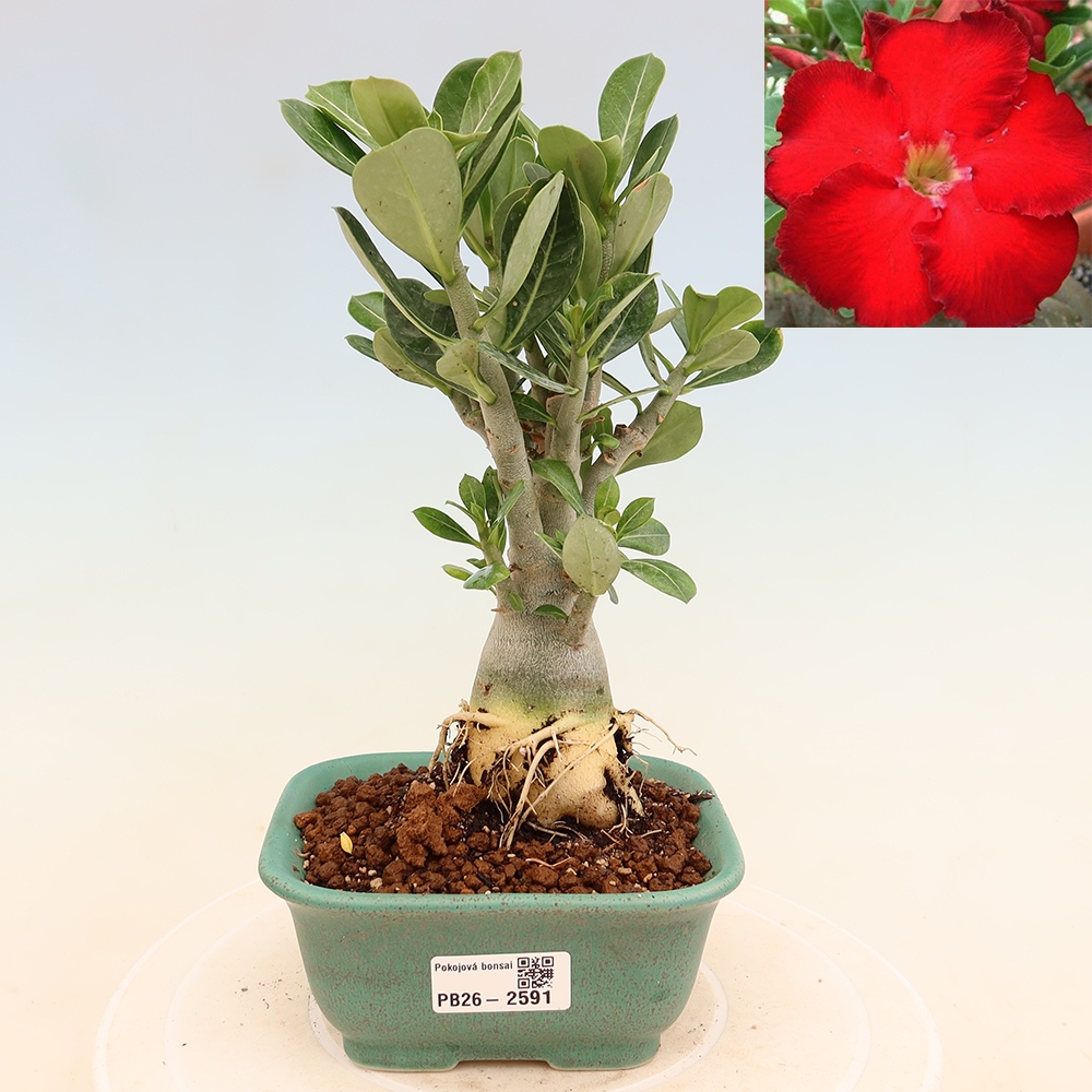 Szobabonsai – Adenium obesum Red Star – Sivatagi rózsa