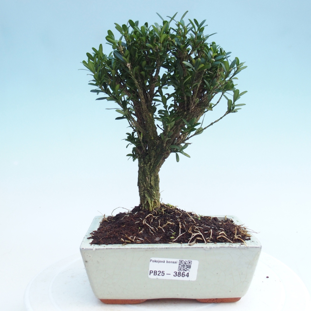 Szobai bonsai - Buxus harlandii - parafa buxus