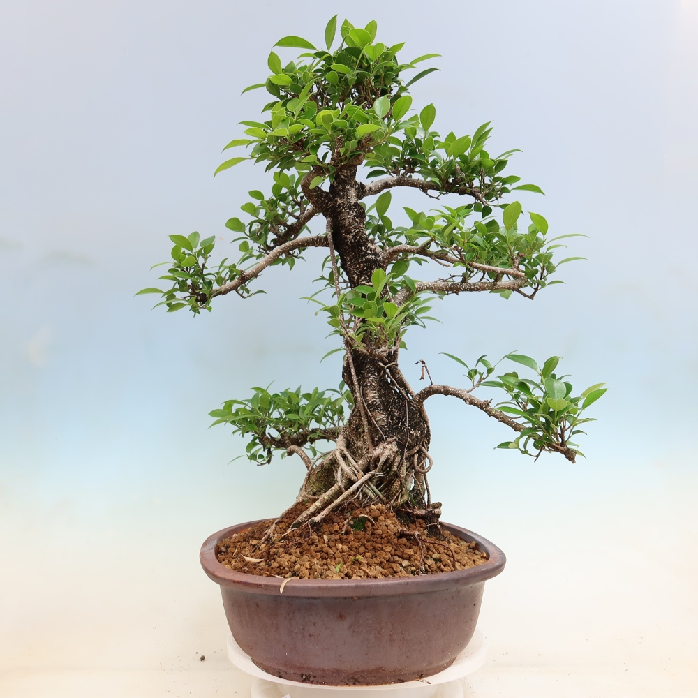 Szobai bonsai - Ficus kimmen - kislevelű fikusz