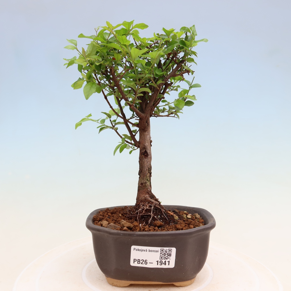 Szobai bonsai - Sageretia thea - Sageretia thea