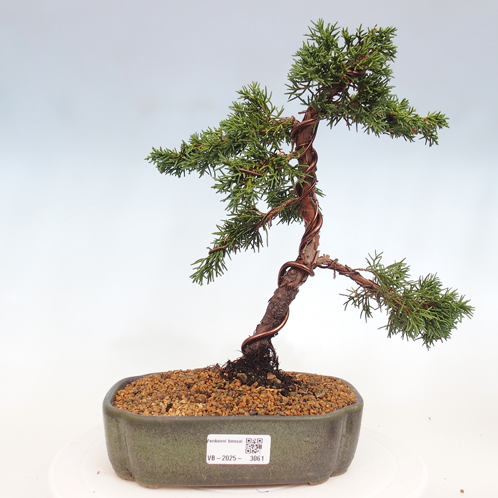 Kültéri bonsai - Juniperus chinensis Kishu