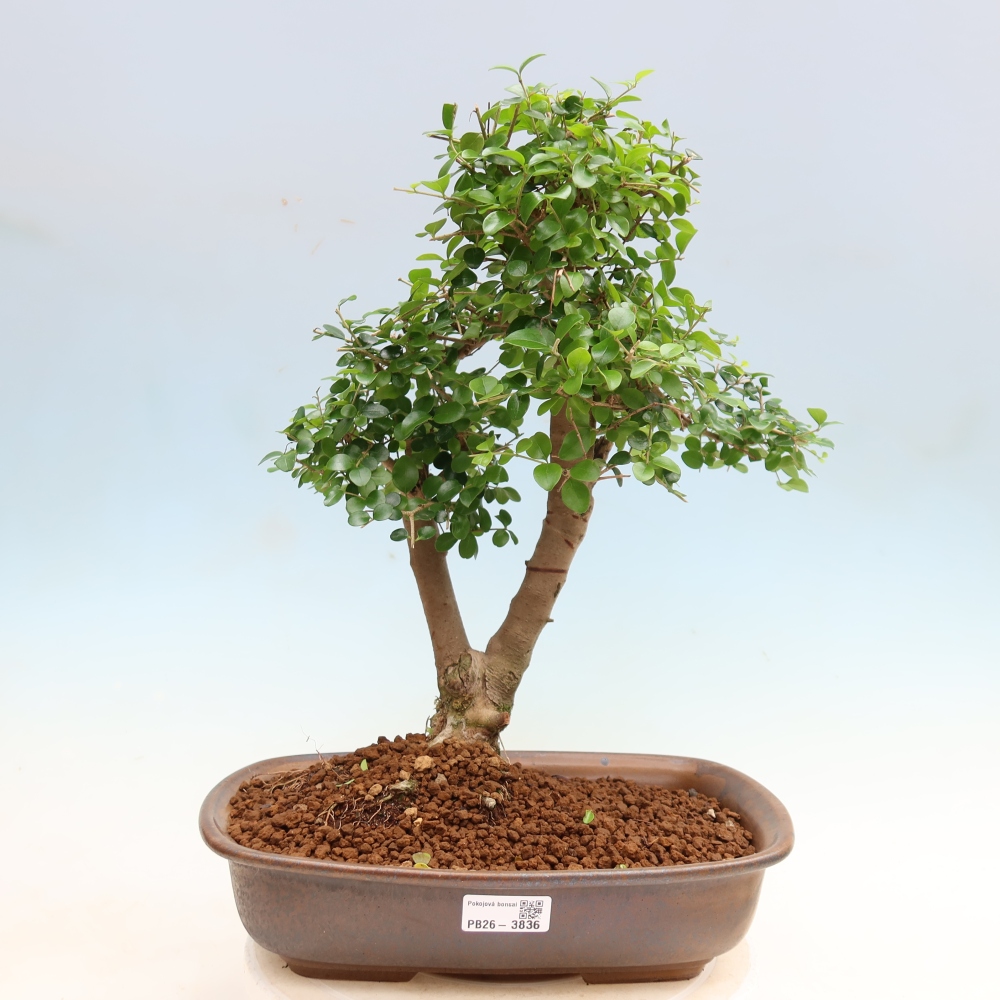 Szobai bonsai -Ligustrum retusa - kislevelű madárcsőrű