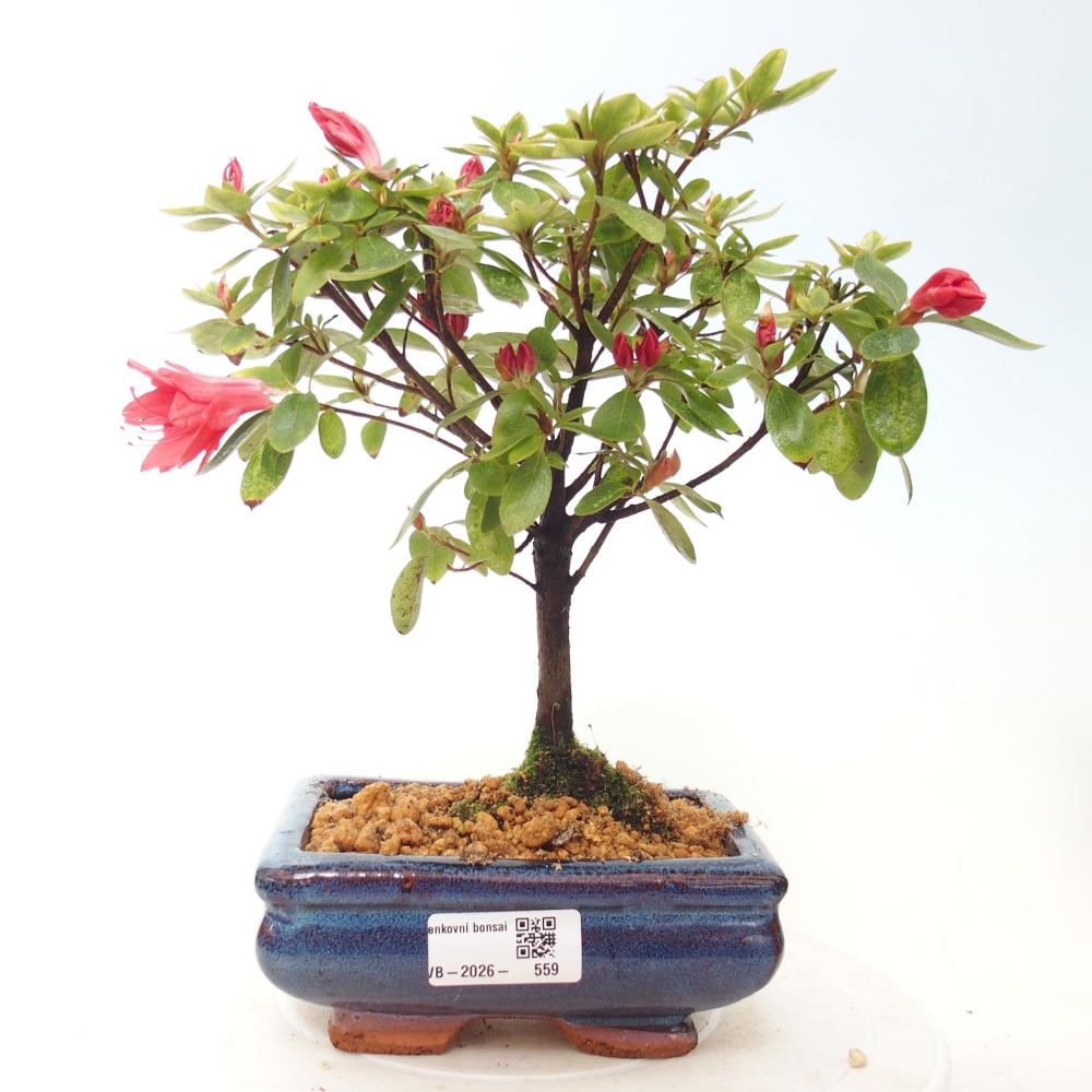 Kültéri bonsai - japán azálea - Azalea sp.