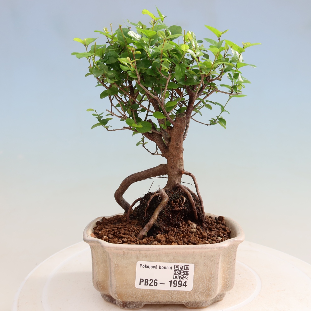 Szobai bonsai - Sageretia thea - Sageretia thea