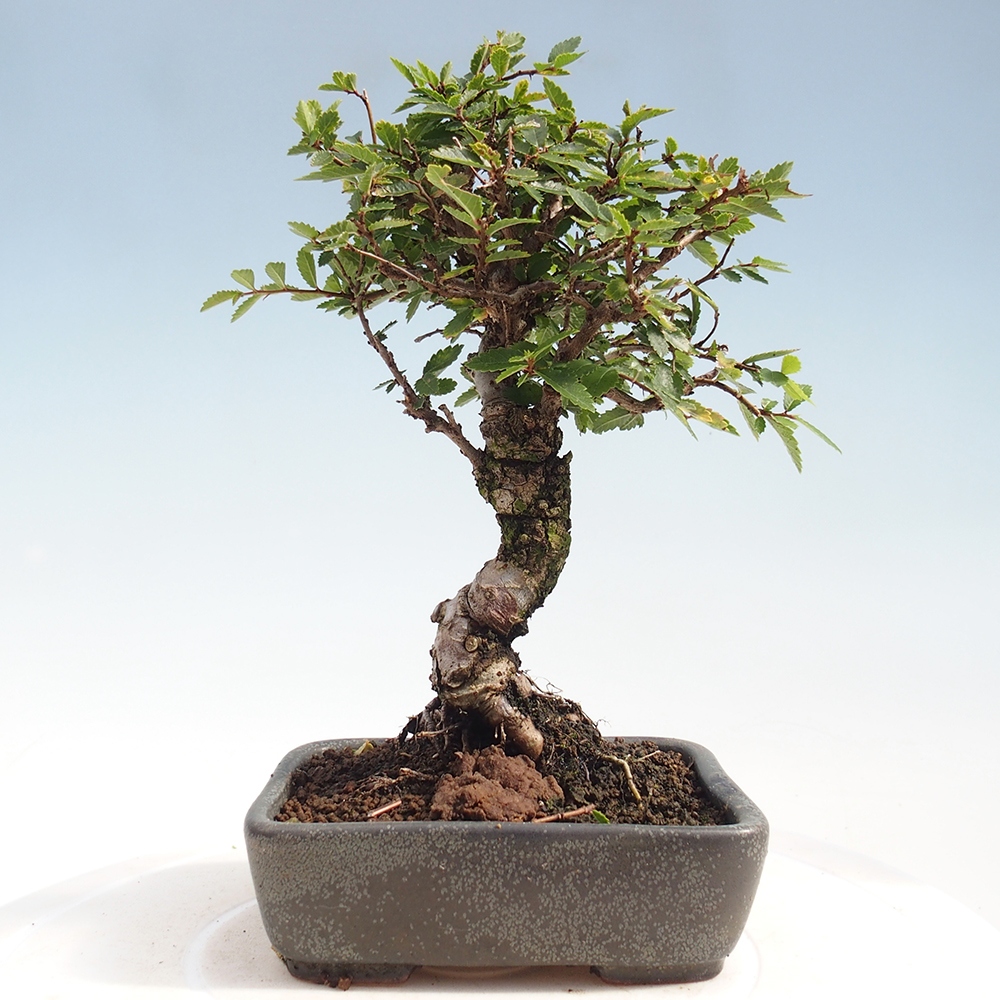 Kültéri bonsai - Zelkova - Zelkova NIRE