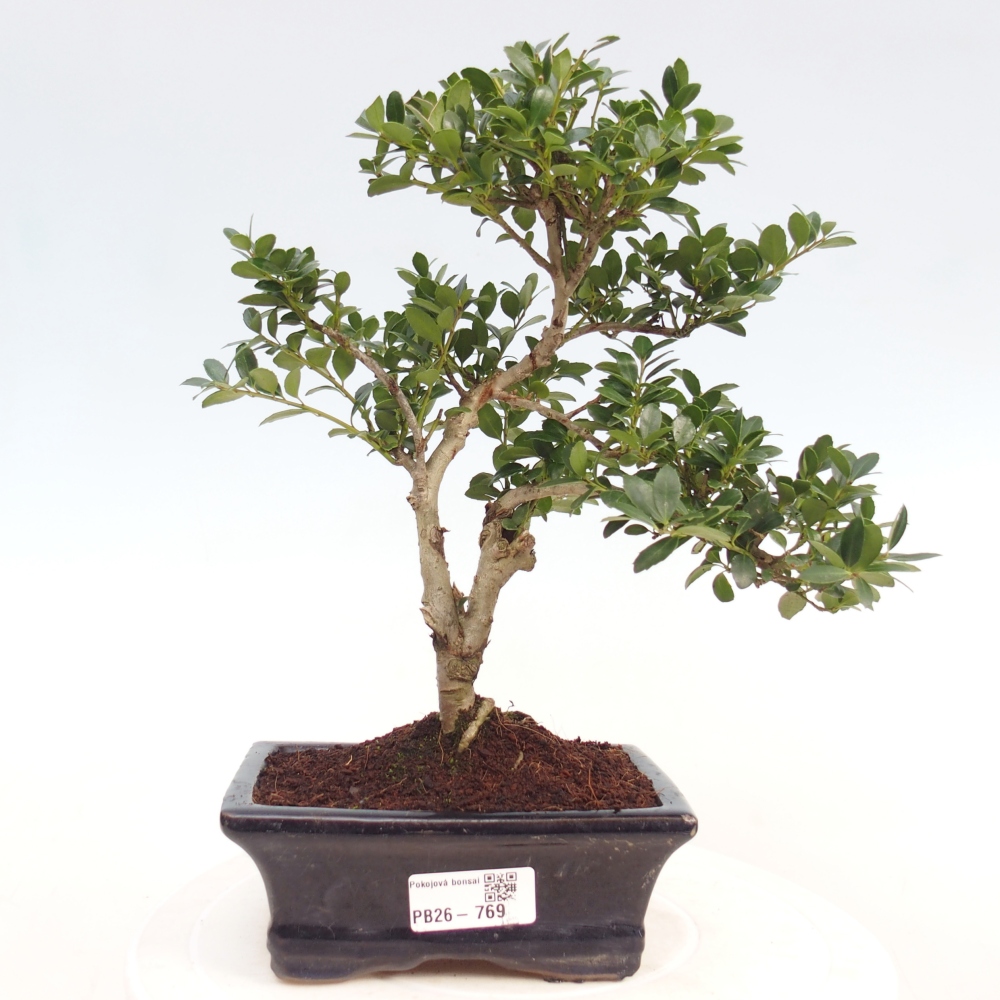 Szobai bonsai - Ilex crenata - Holly