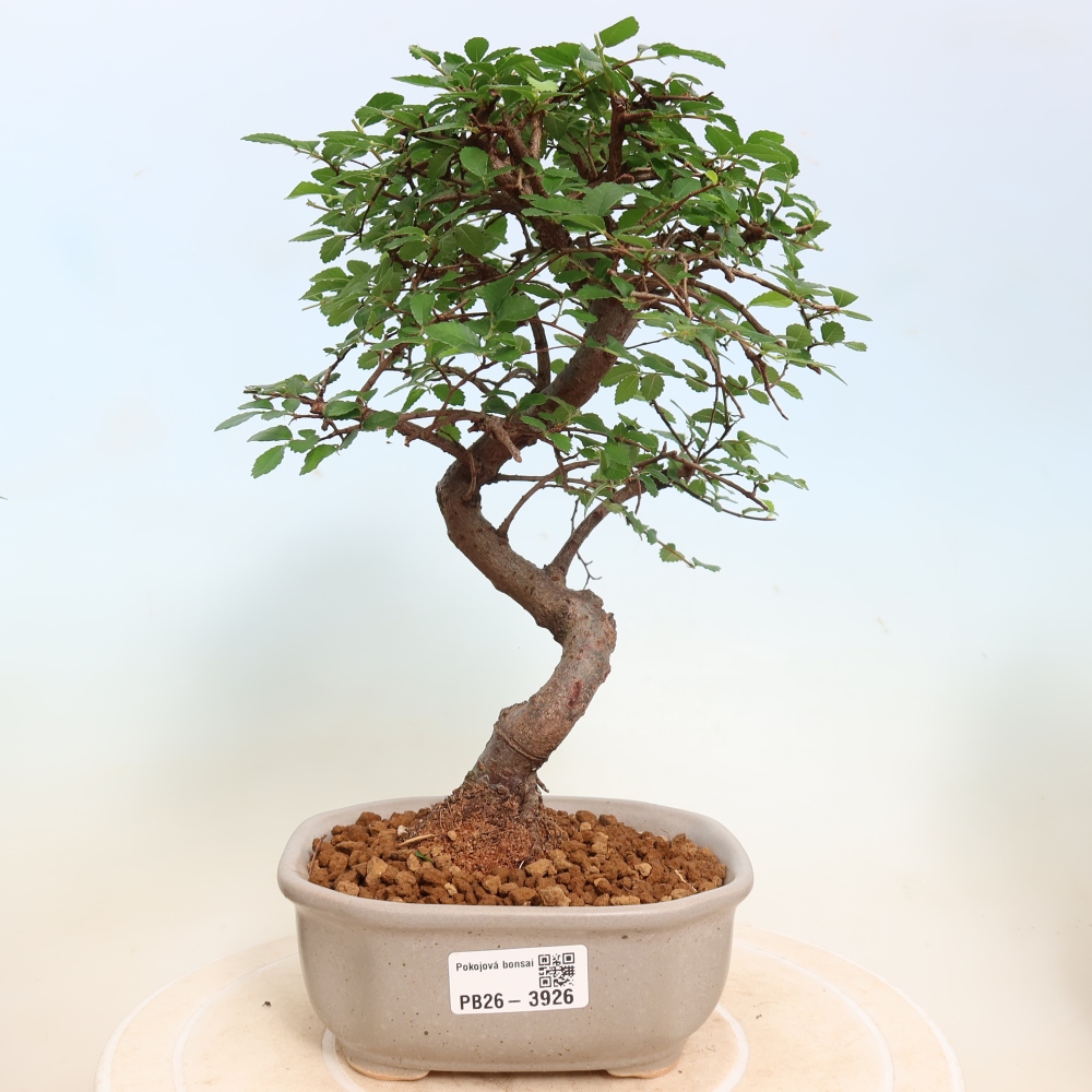 Szobai bonsai - Ulmus parvifolia - Kislevelű szilfa