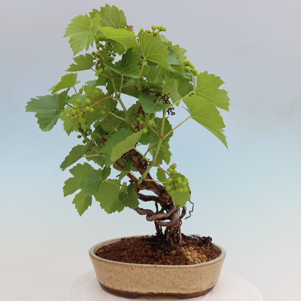 Kültéri bonsai – Szőlő – Vitis vinifera 