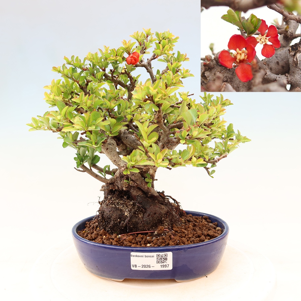 Kültéri bonsai - Chaneomeles speciosa Chojubai