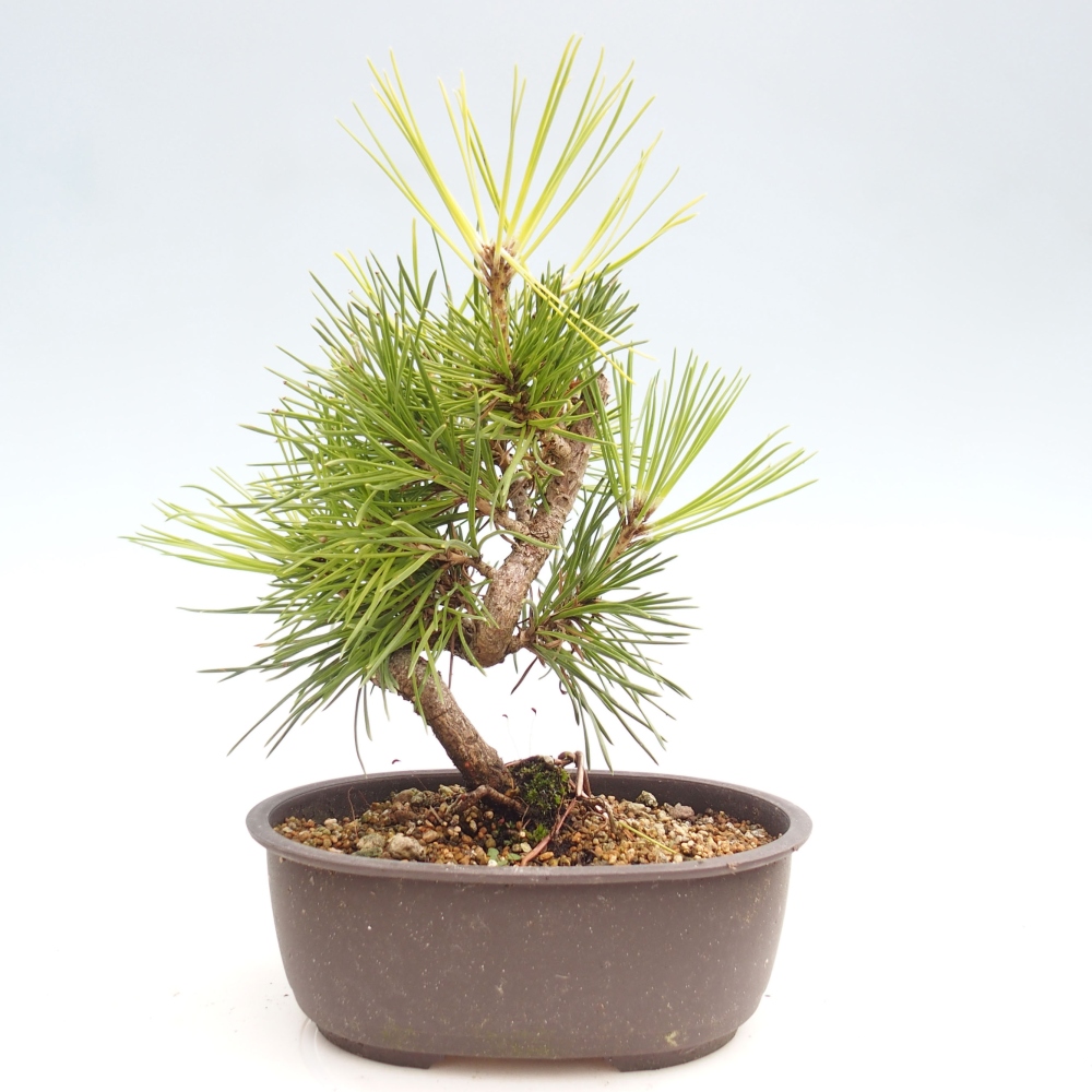 Kültéri bonsai - Pinus thunbergii - Thunberg fenyő