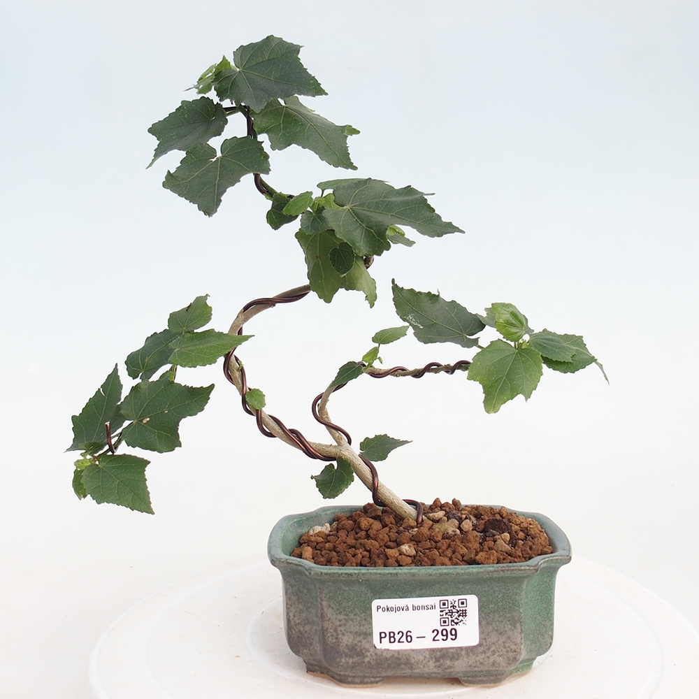 Beltéri bonsai - Malvaviscus arboreus
