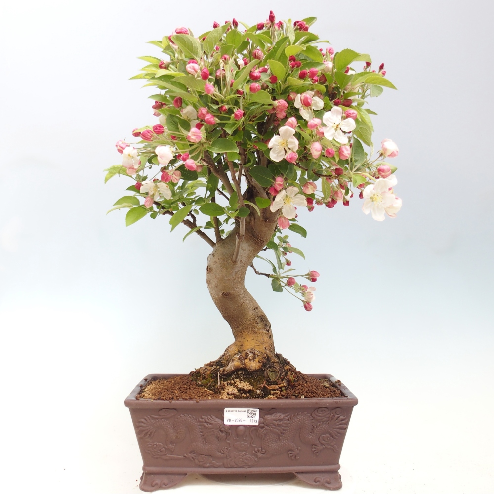 Kültéri bonsai -Malus halliana - Kis gyümölcsű almafa