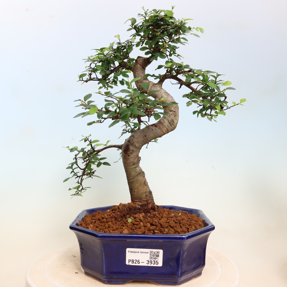 Szobai bonsai - Ulmus parvifolia - Kislevelű szilfa