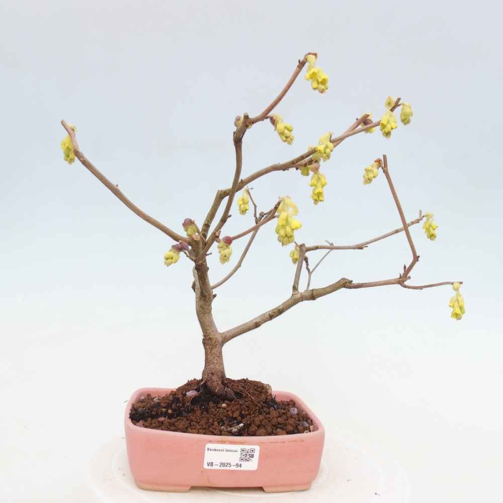 Kültéri bonsai - Mogyoró - Corylopsis Spicata
