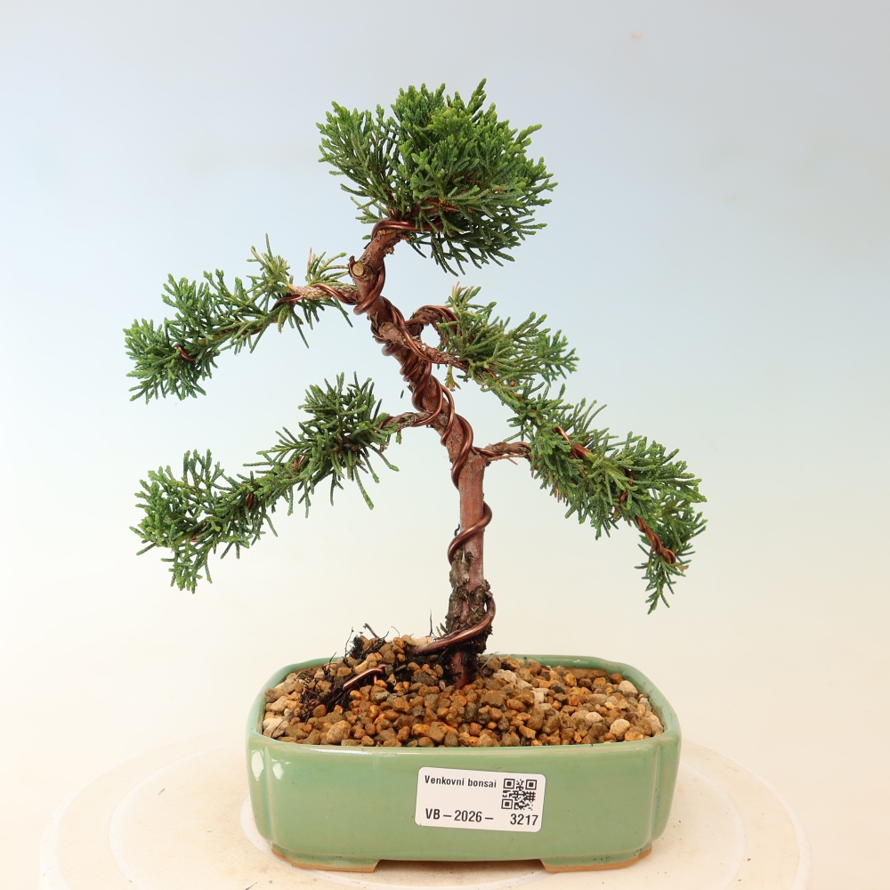 Kültéri bonsai - Juniperus chinensis Kishu
