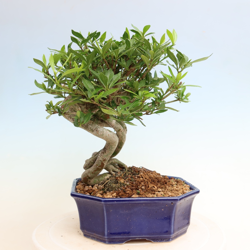 Szobai bonsai - Gardenia jasminoides-Gardenia