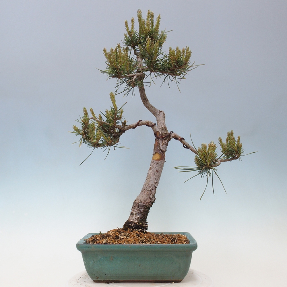 Kültéri bonsai - Pinus Sylvestris Watererri - erdeifenyő